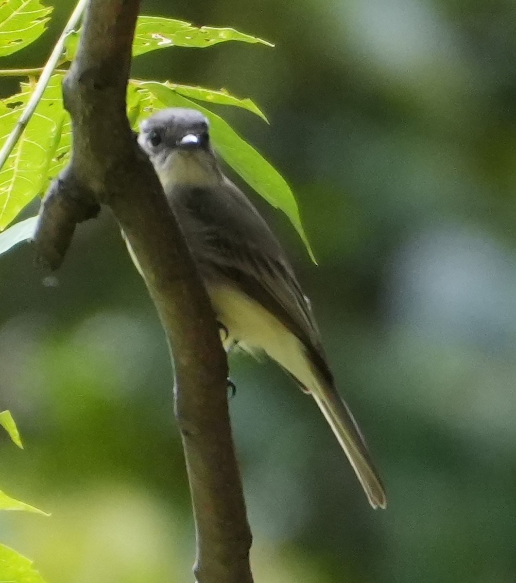 Eastern Phoebe - ML641765865