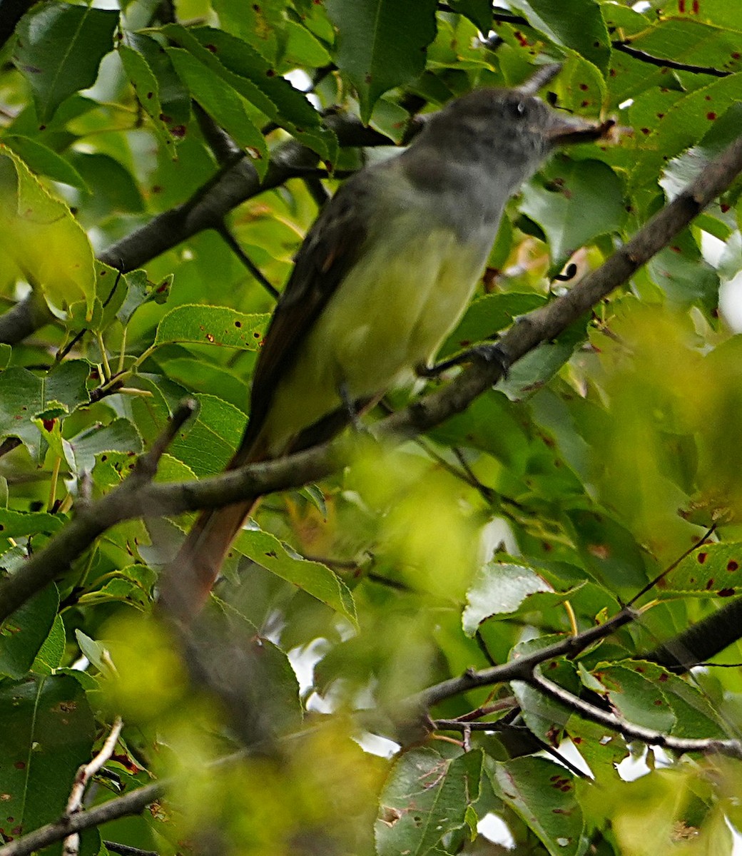 Great Crested Flycatcher - ML641765877