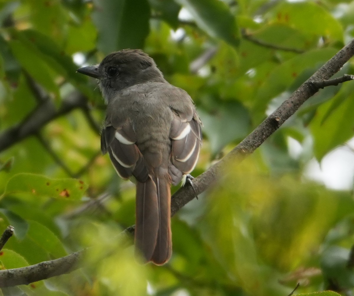 Great Crested Flycatcher - ML641765878