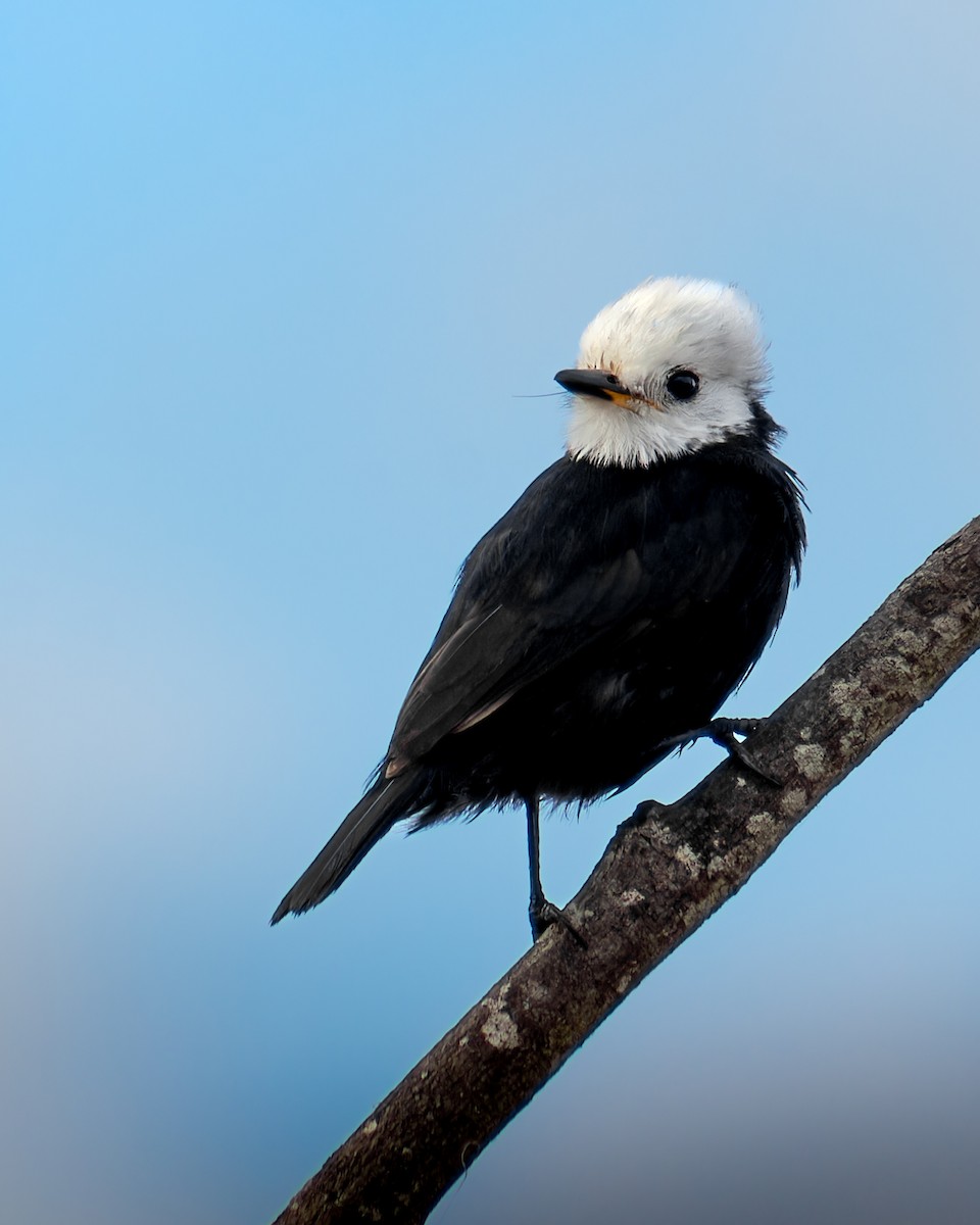 White-headed Marsh Tyrant - ML641765881