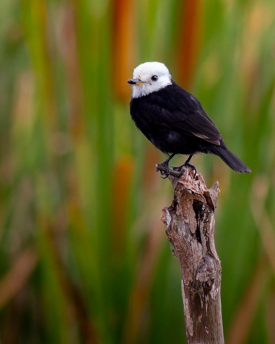 White-headed Marsh Tyrant - ML641765883