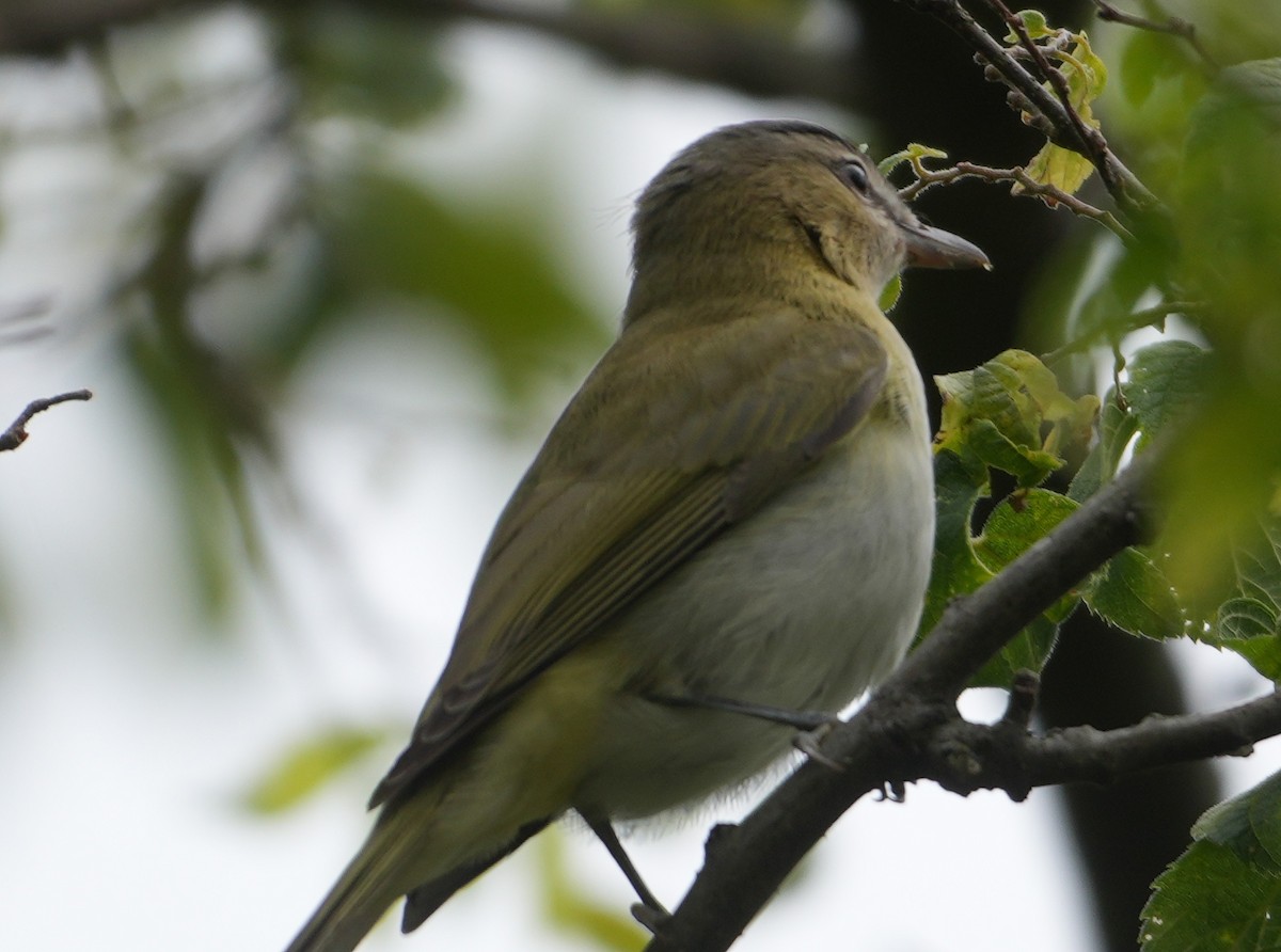 Red-eyed Vireo - ML641765915