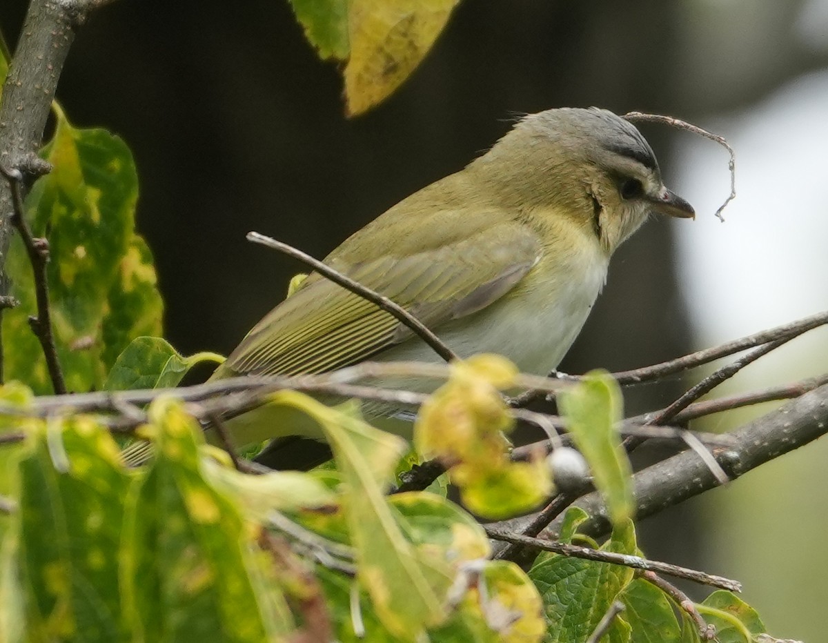 Red-eyed Vireo - ML641765916