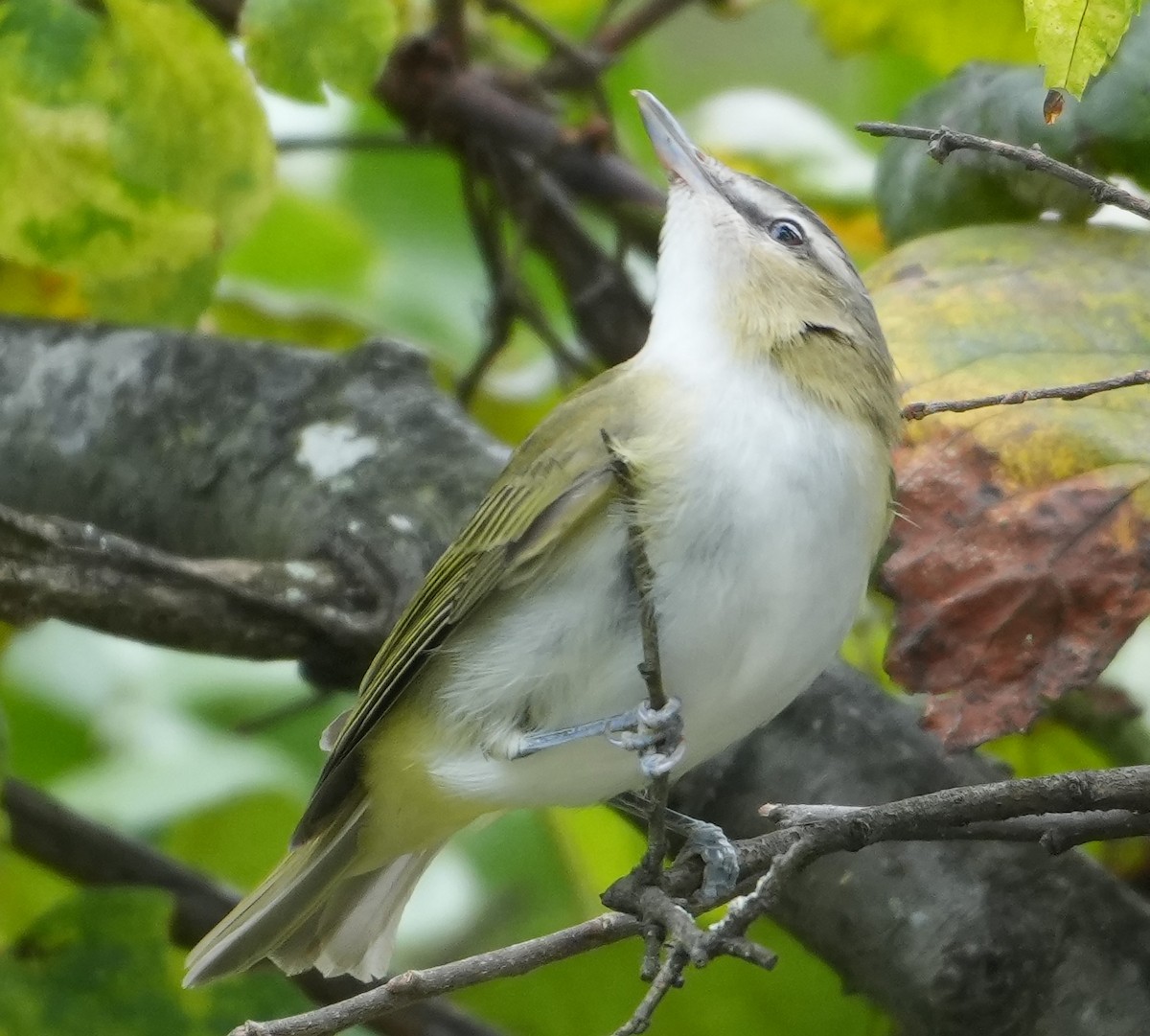 Red-eyed Vireo - ML641765917