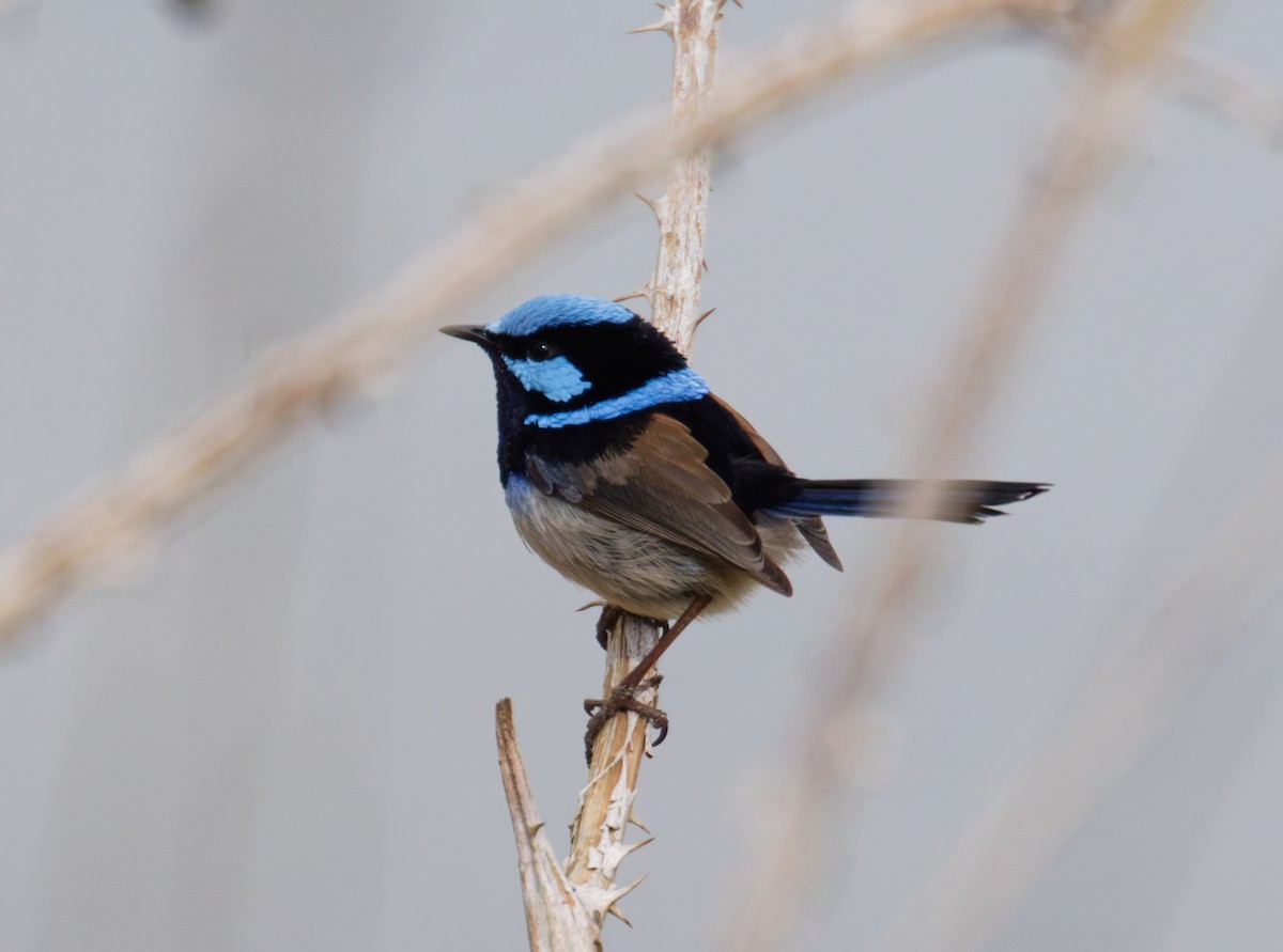 Superb Fairywren - ML641765928