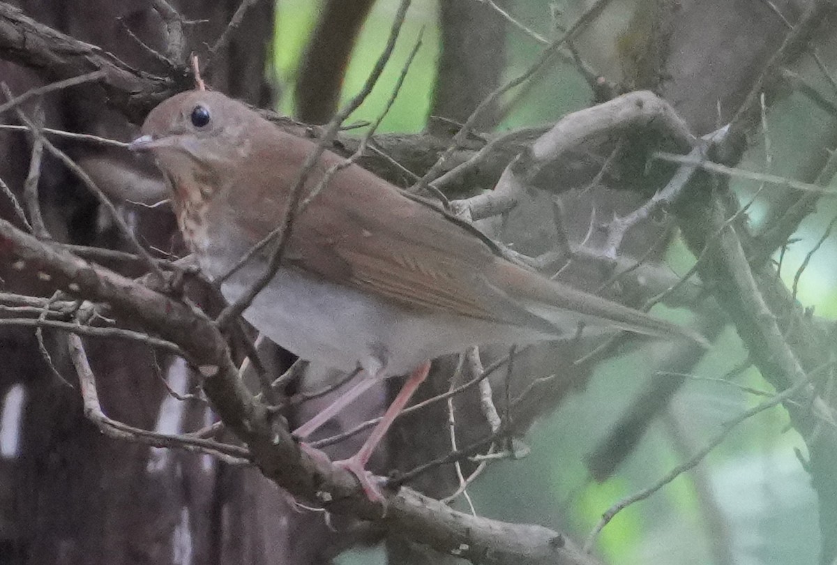 Veery - ML641765937