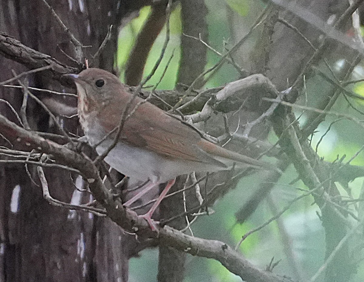 Veery - ML641765938