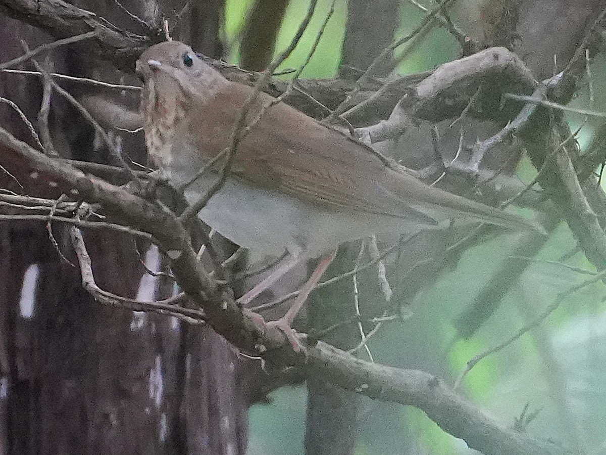 Veery - ML641765939