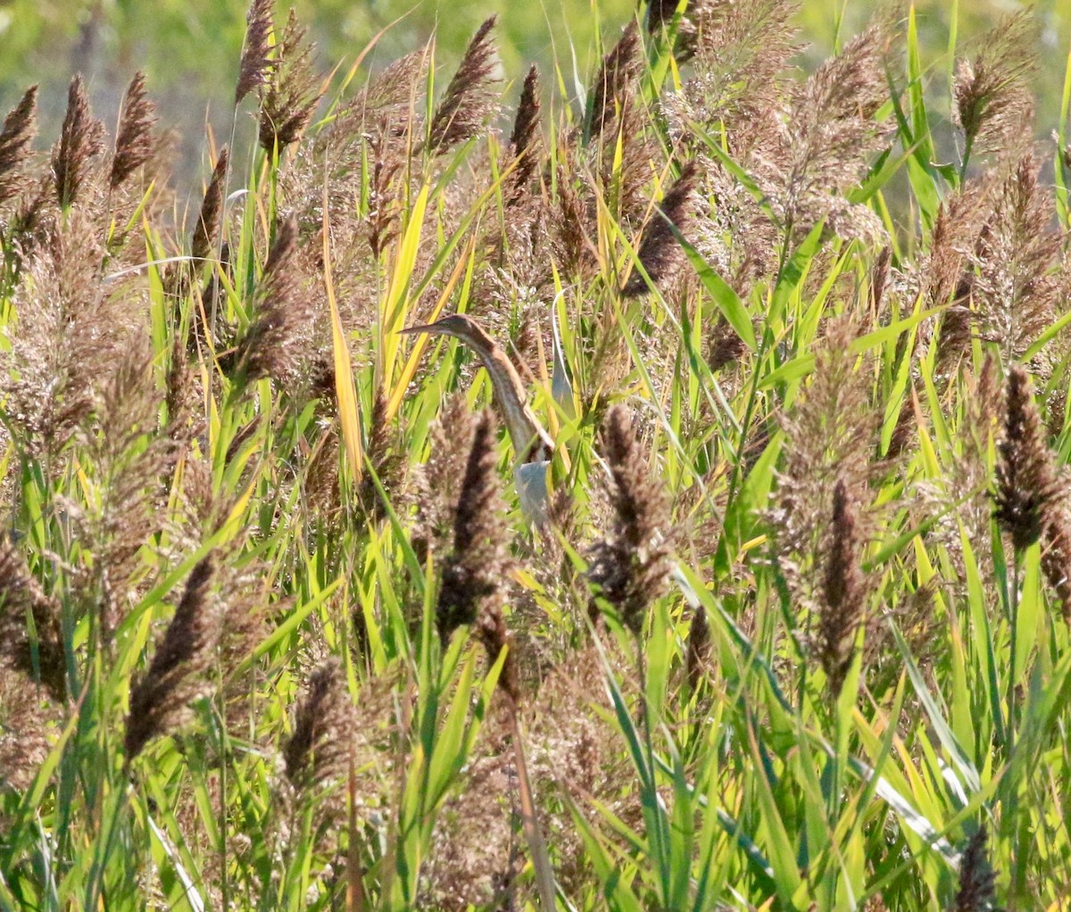 Least Bittern - ML641765968