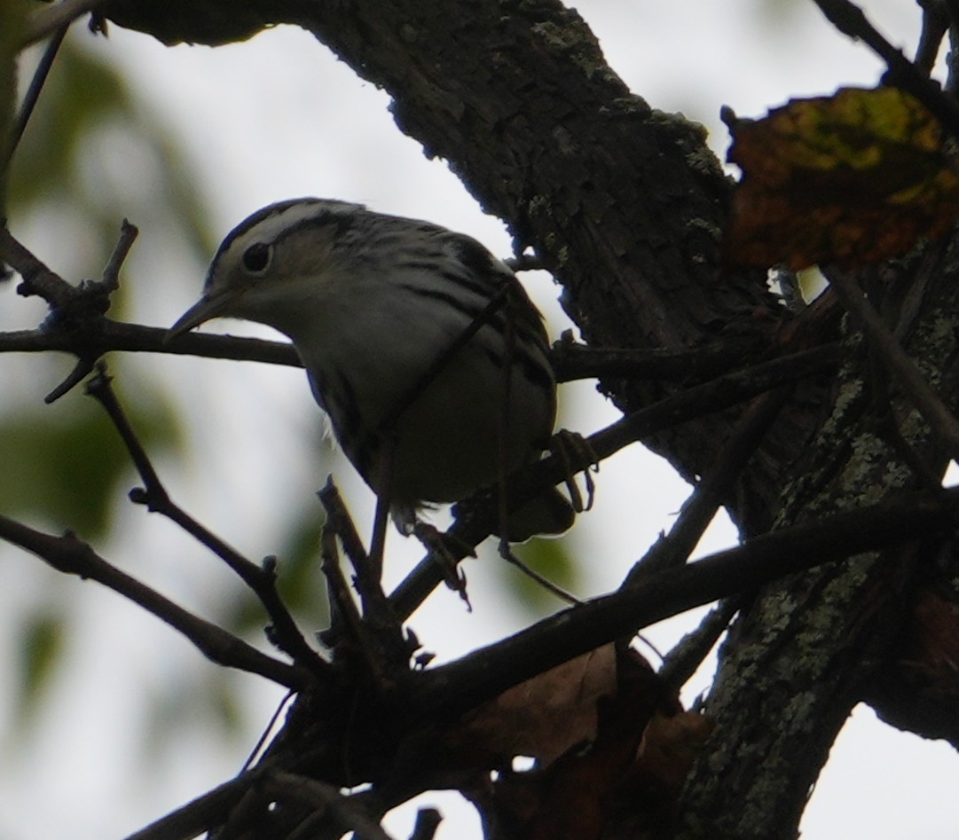 Black-and-white Warbler - ML641765994