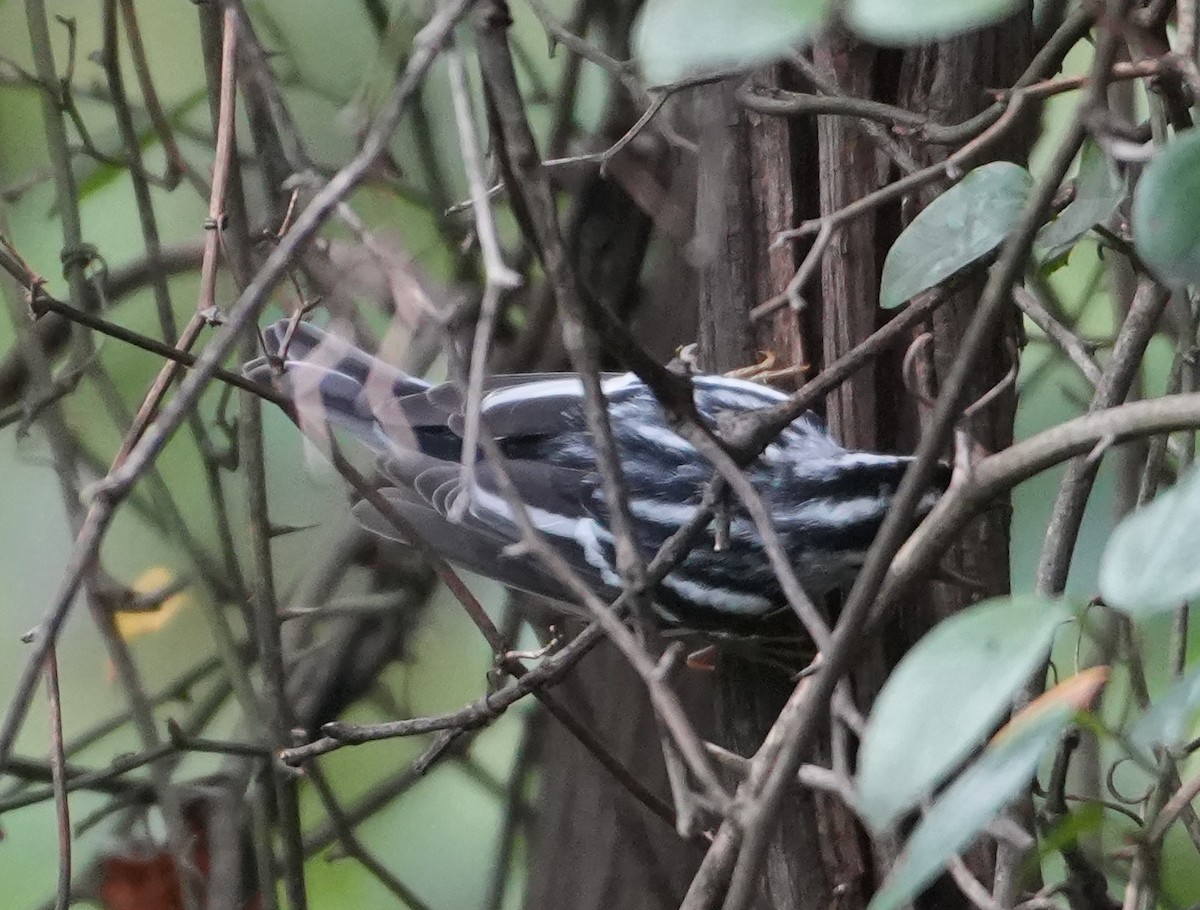 Black-and-white Warbler - ML641765995