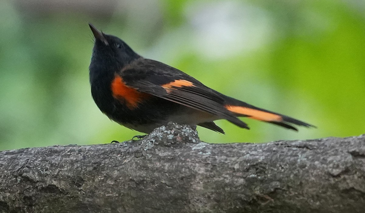 American Redstart - ML641766006