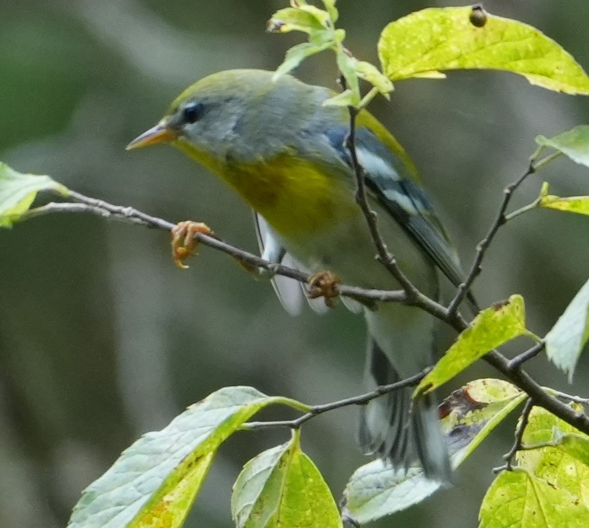 Northern Parula - ML641766037