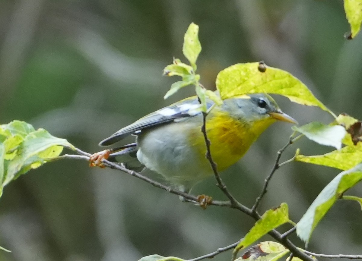 Northern Parula - ML641766038
