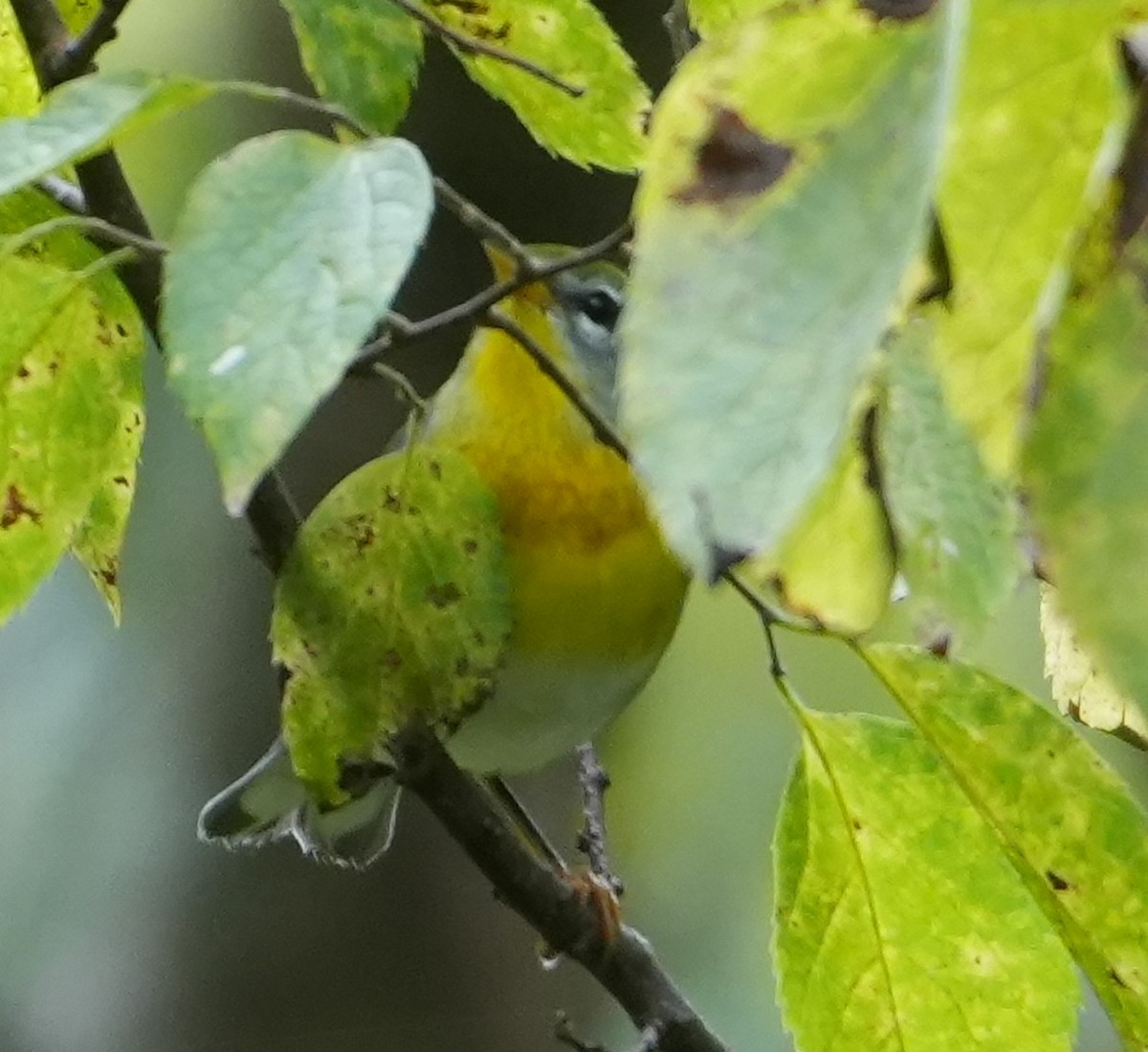 Northern Parula - ML641766039