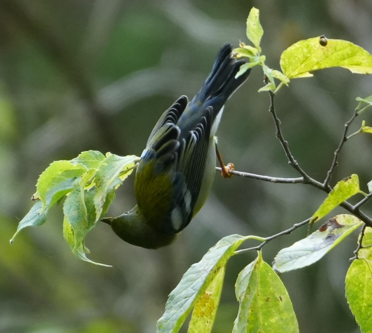 Northern Parula - ML641766040