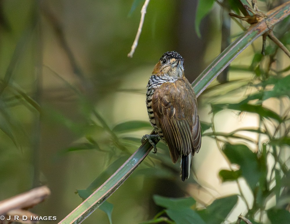 Ochre-collared Piculet - ML641766048