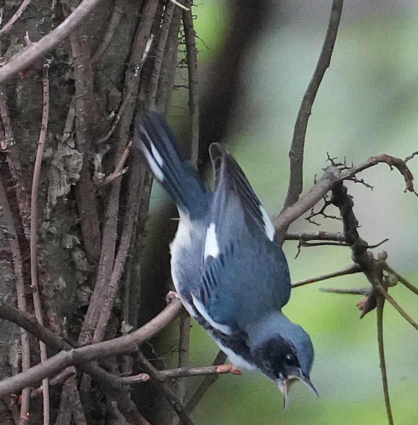Black-throated Blue Warbler - ML641766053