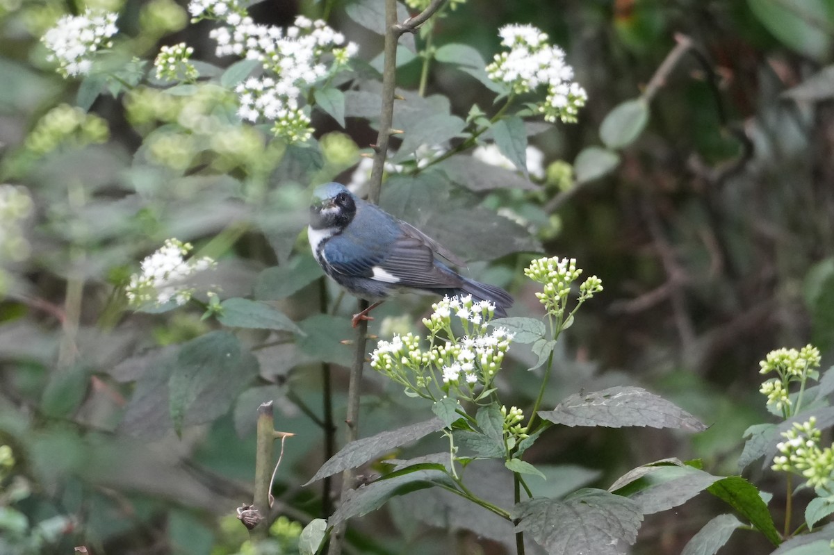 Black-throated Blue Warbler - ML641766070