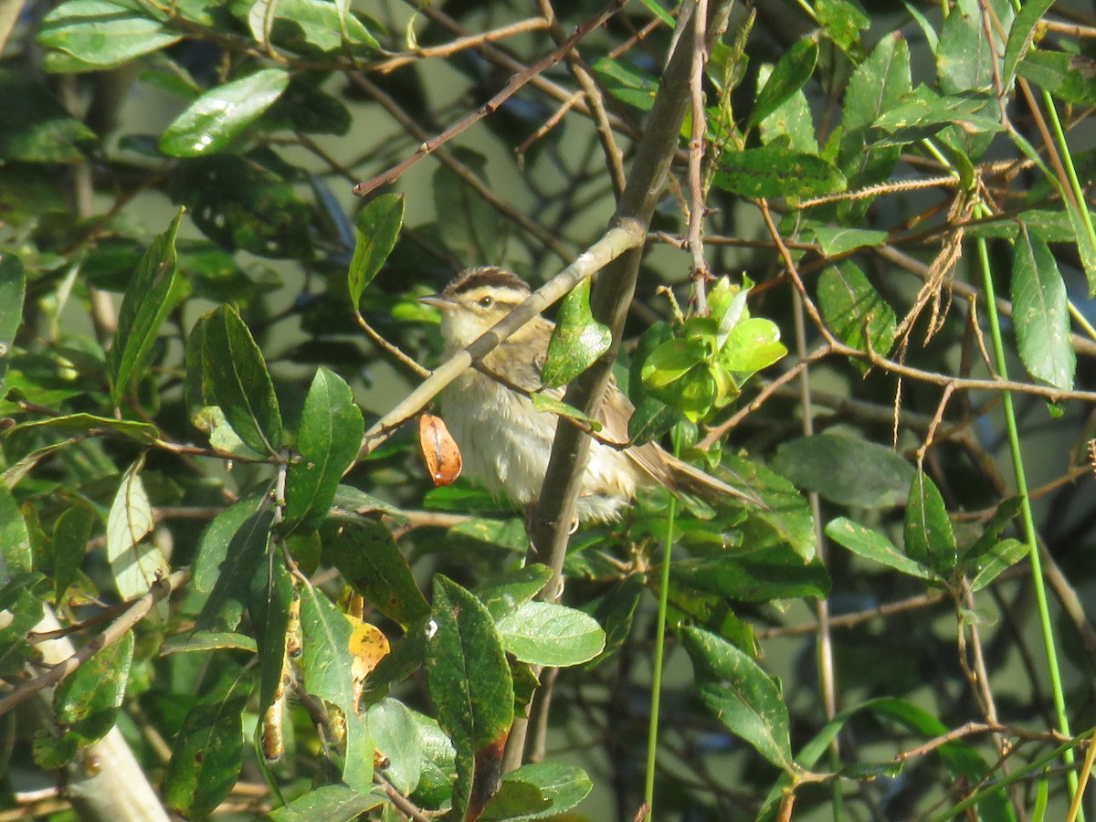 Aquatic Warbler - ML641766080