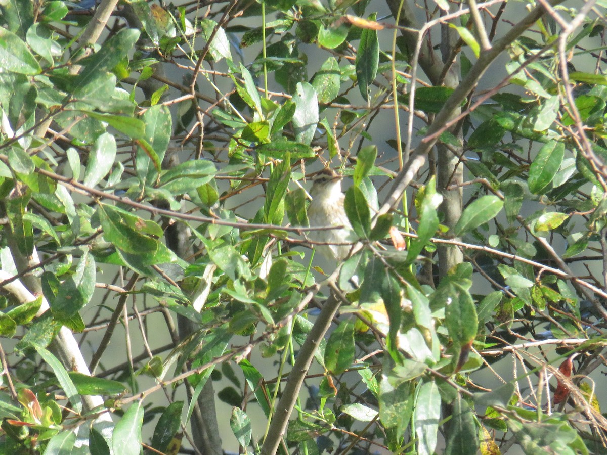 Aquatic Warbler - ML641766081