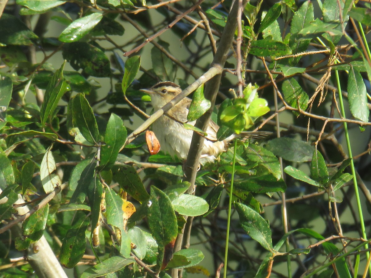 Aquatic Warbler - ML641766082