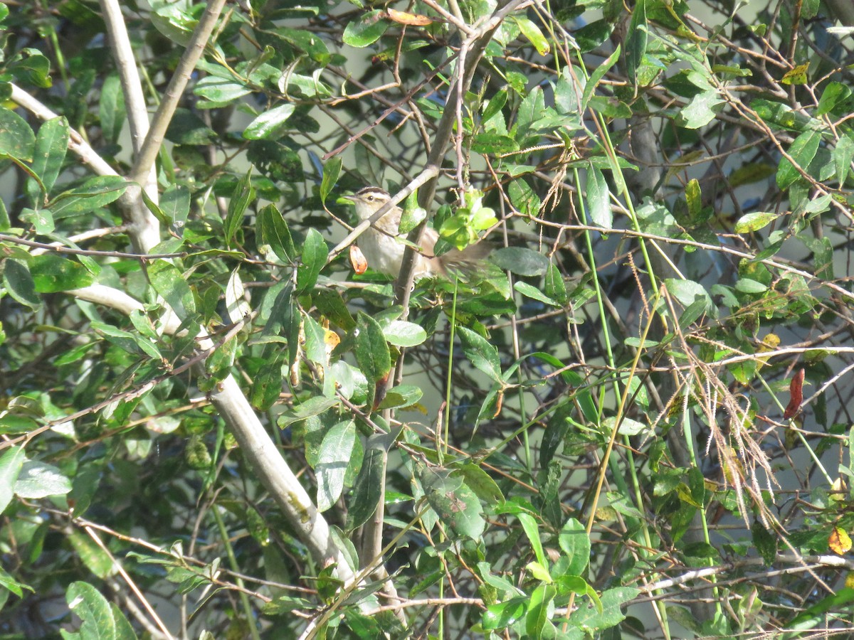 Aquatic Warbler - ML641766083