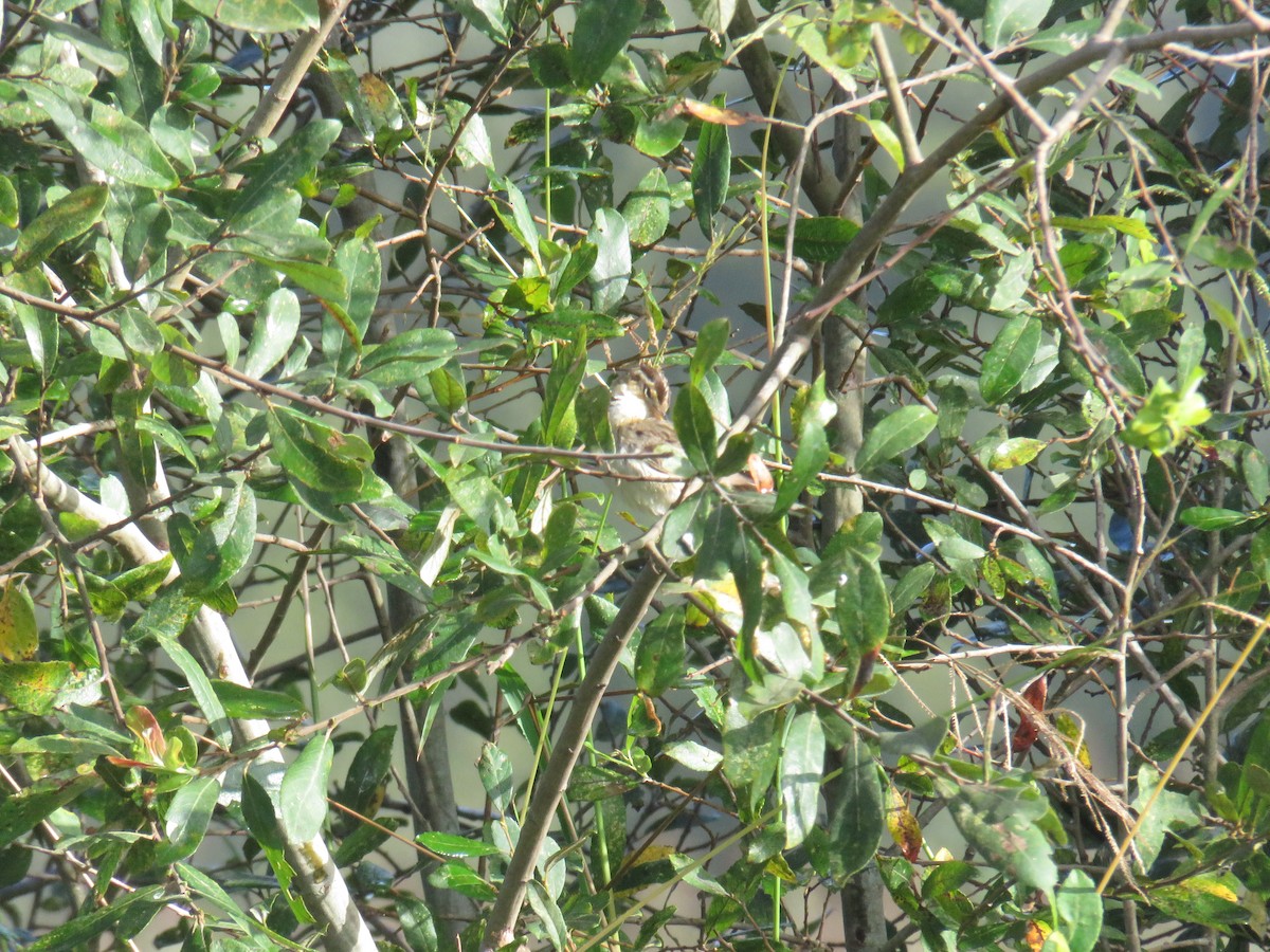 Aquatic Warbler - ML641766085