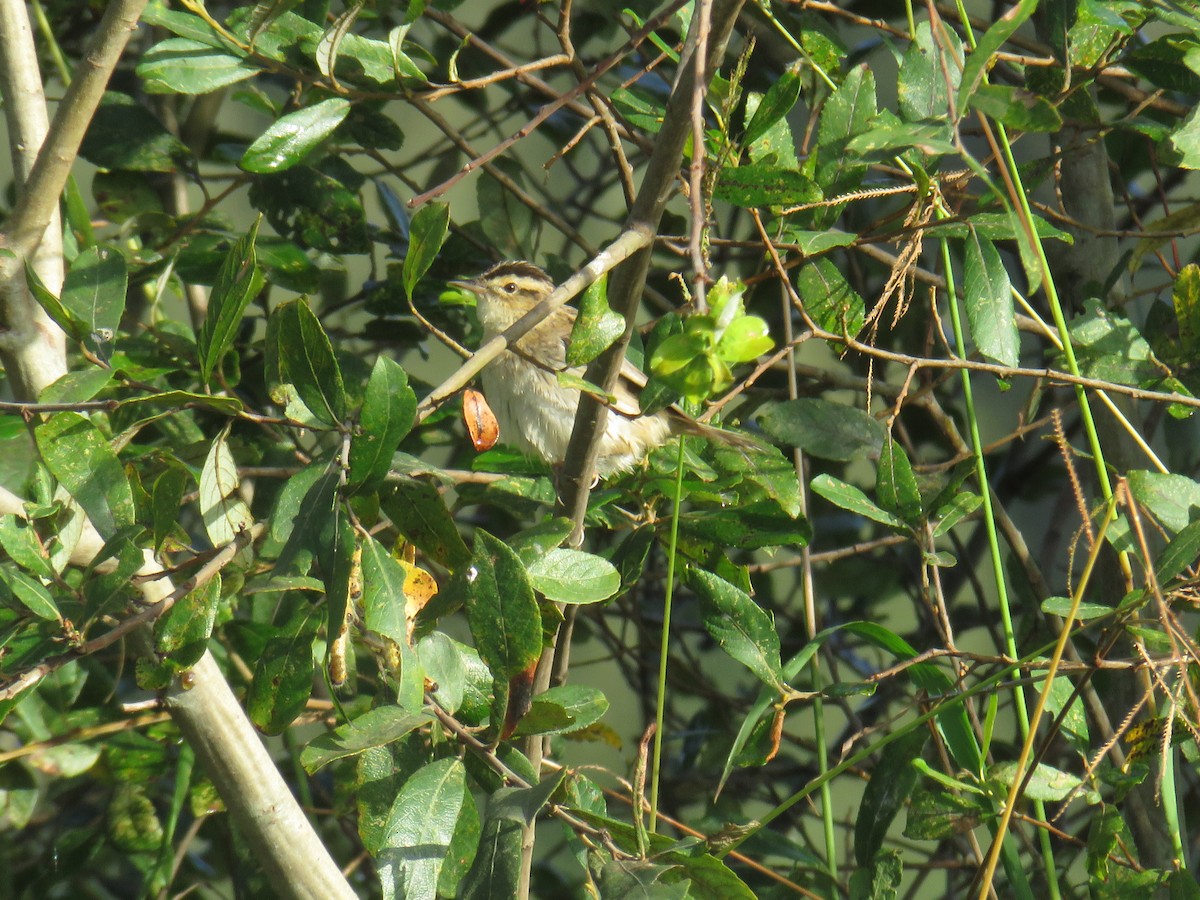 Aquatic Warbler - ML641766086