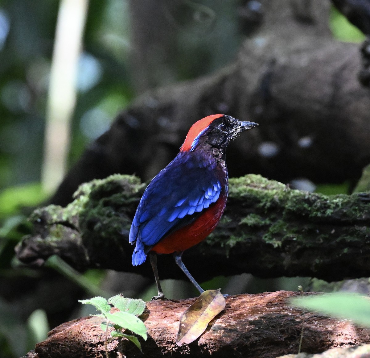 Garnet Pitta - ML641766087