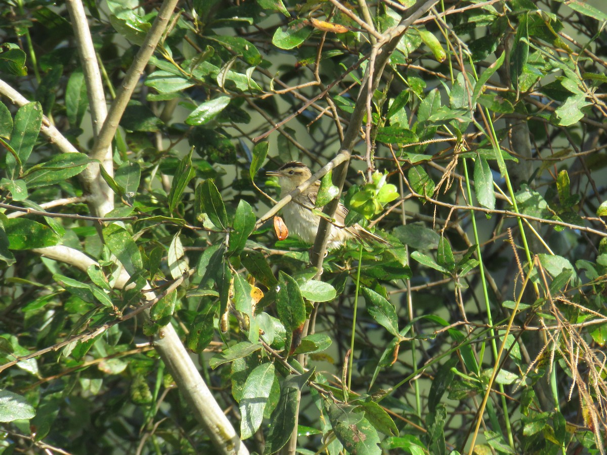 Aquatic Warbler - ML641766088