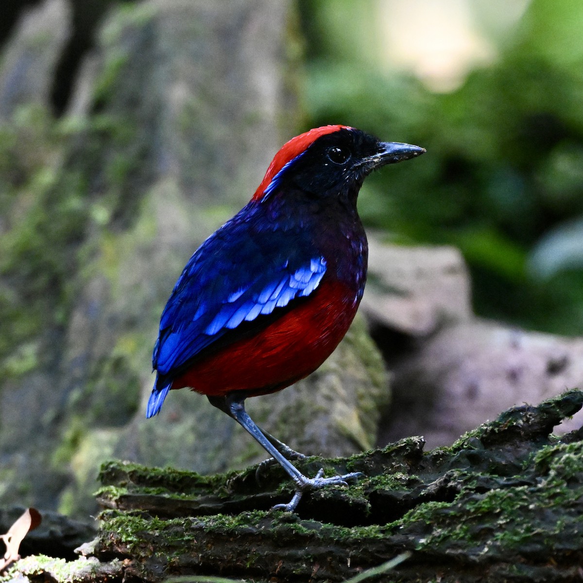 Garnet Pitta - ML641766089