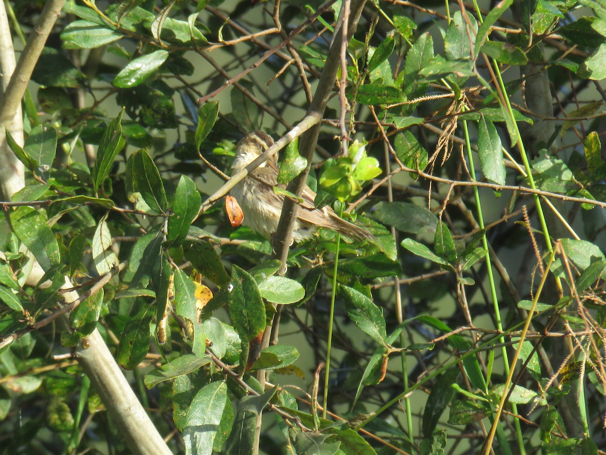 Aquatic Warbler - ML641766090