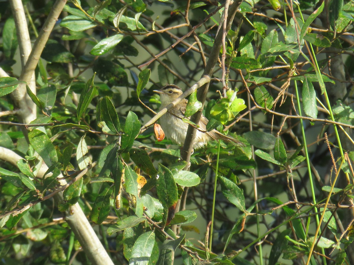 Aquatic Warbler - ML641766092