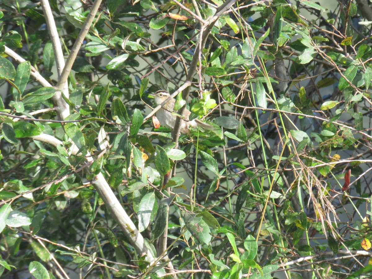 Aquatic Warbler - ML641766093