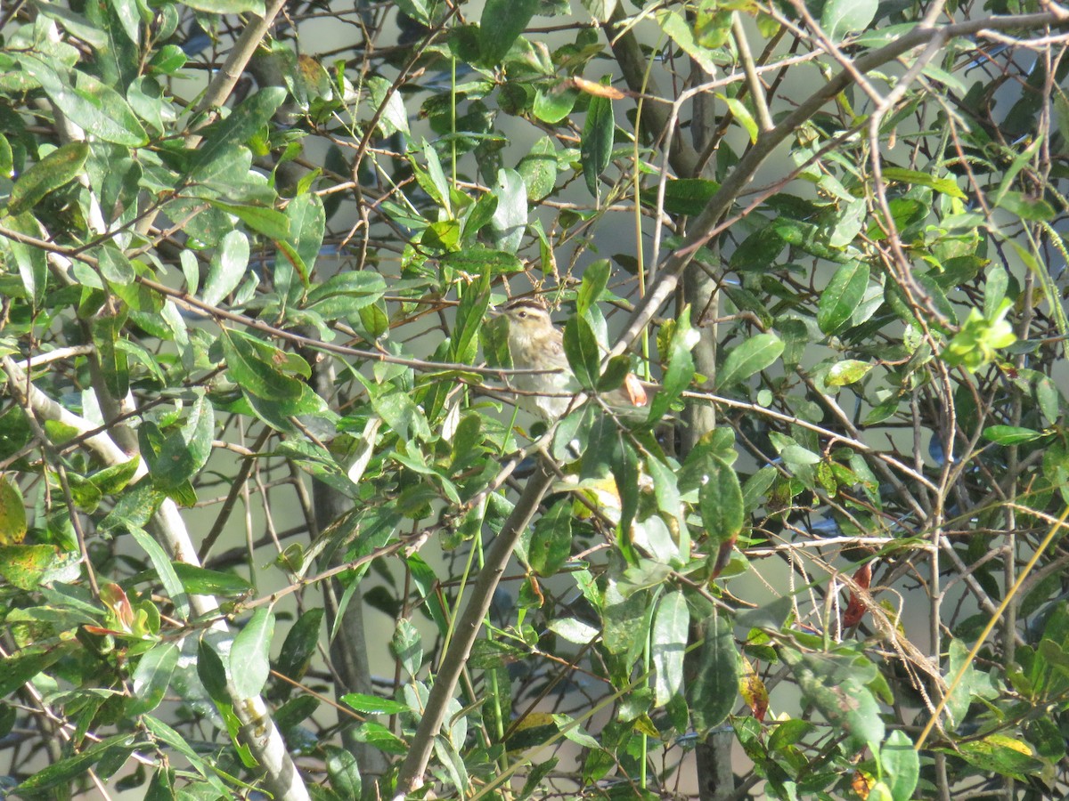 Aquatic Warbler - ML641766094