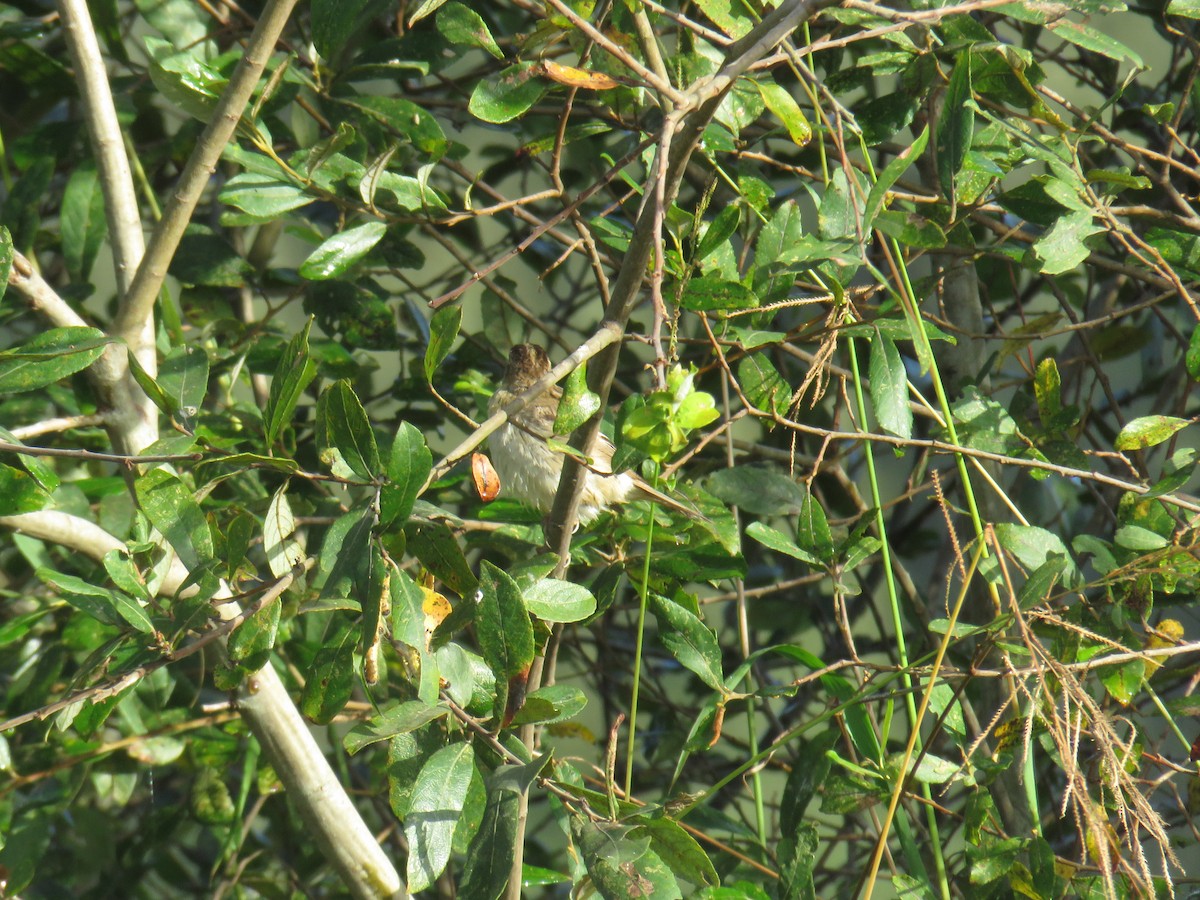 Aquatic Warbler - ML641766095