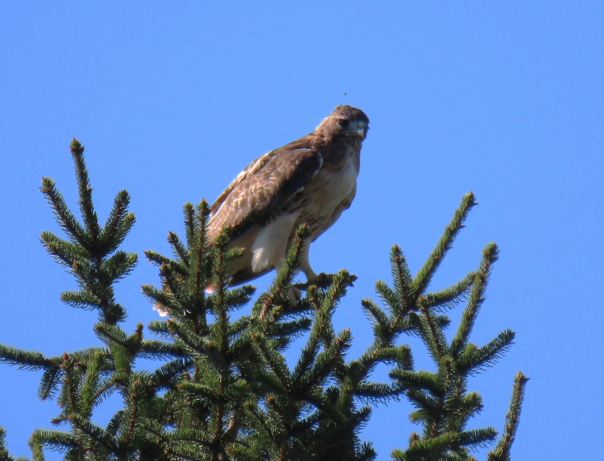 Red-tailed Hawk - ML641766096