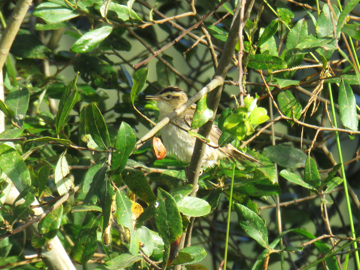 Aquatic Warbler - ML641766097