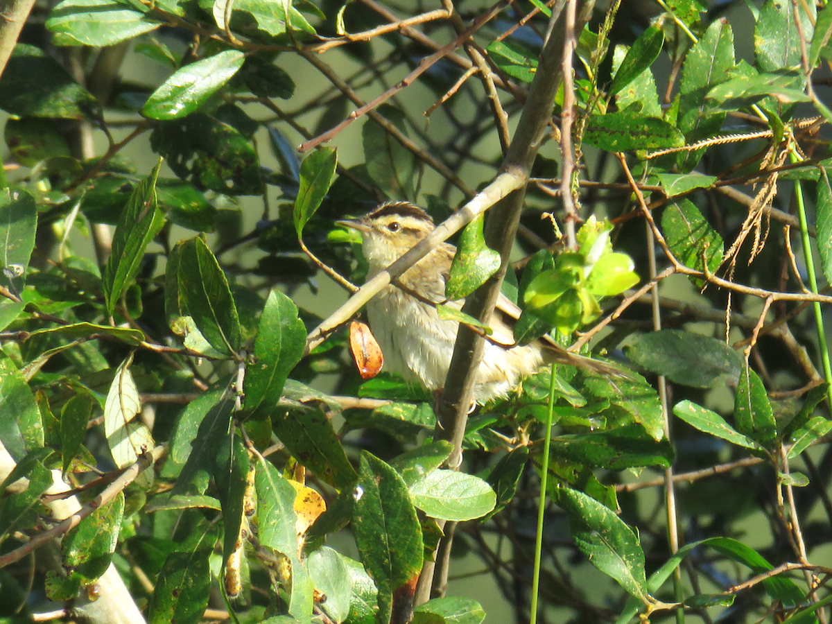 Aquatic Warbler - ML641766098