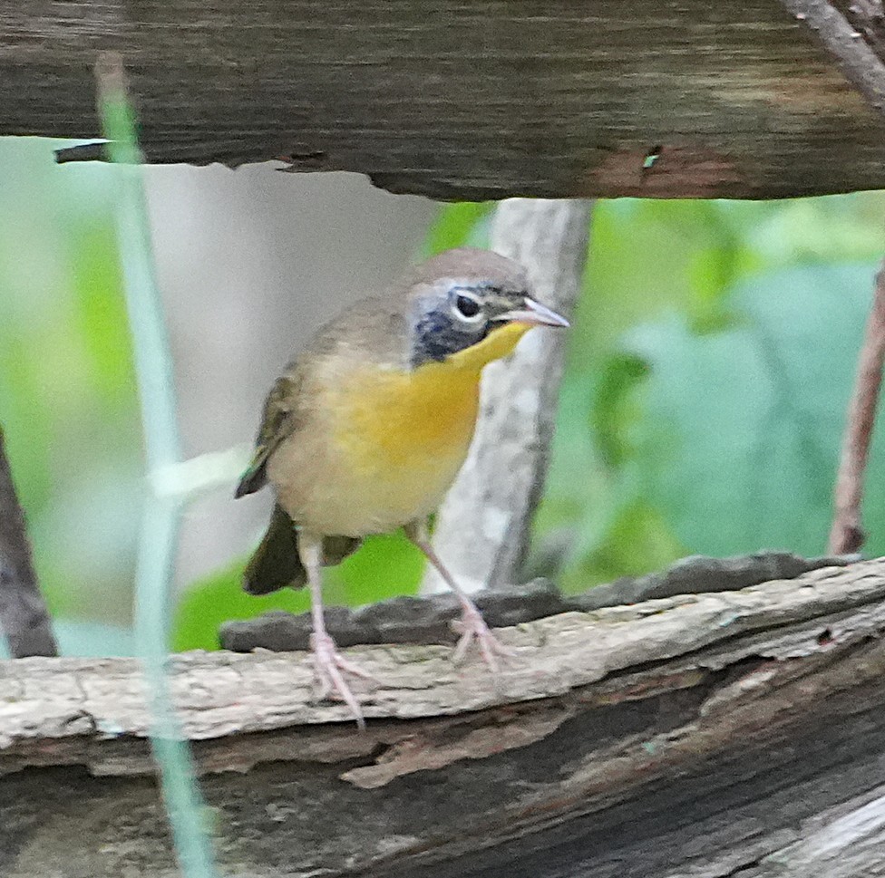 Common Yellowthroat - ML641766103