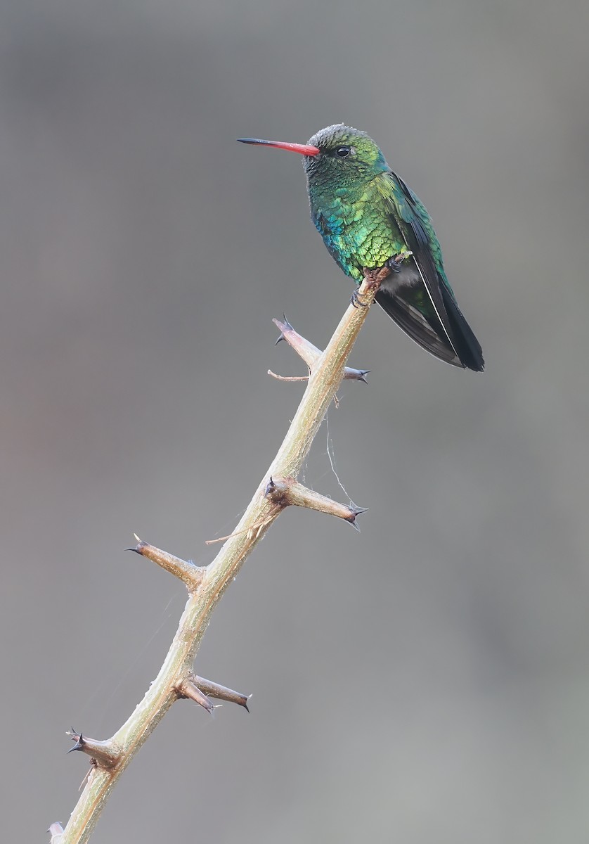 Glittering-bellied Emerald - ML641766119