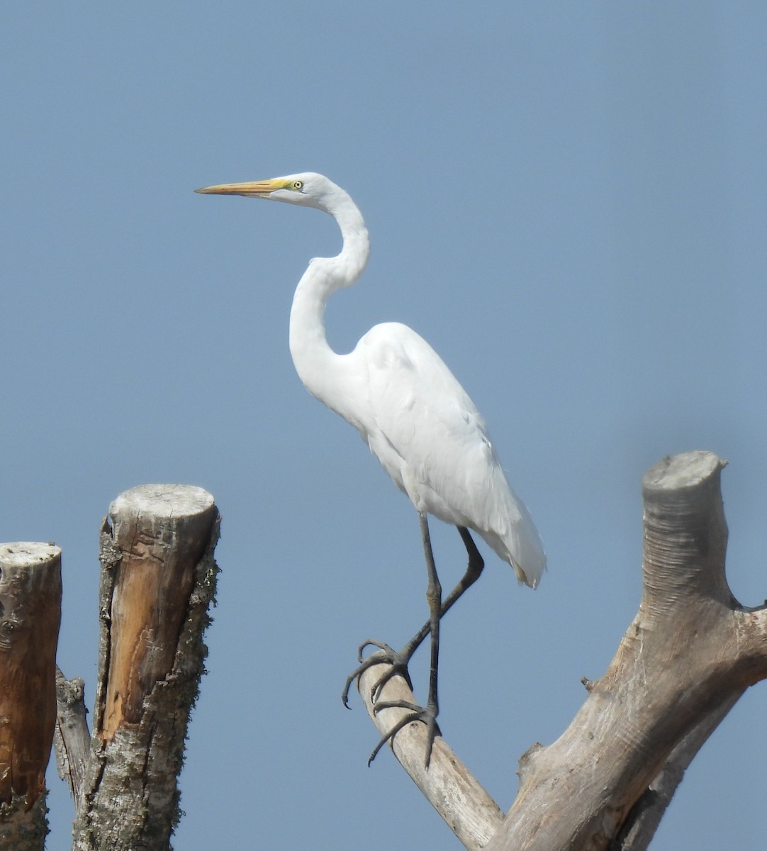 Grande Aigrette (egretta) - ML641766120