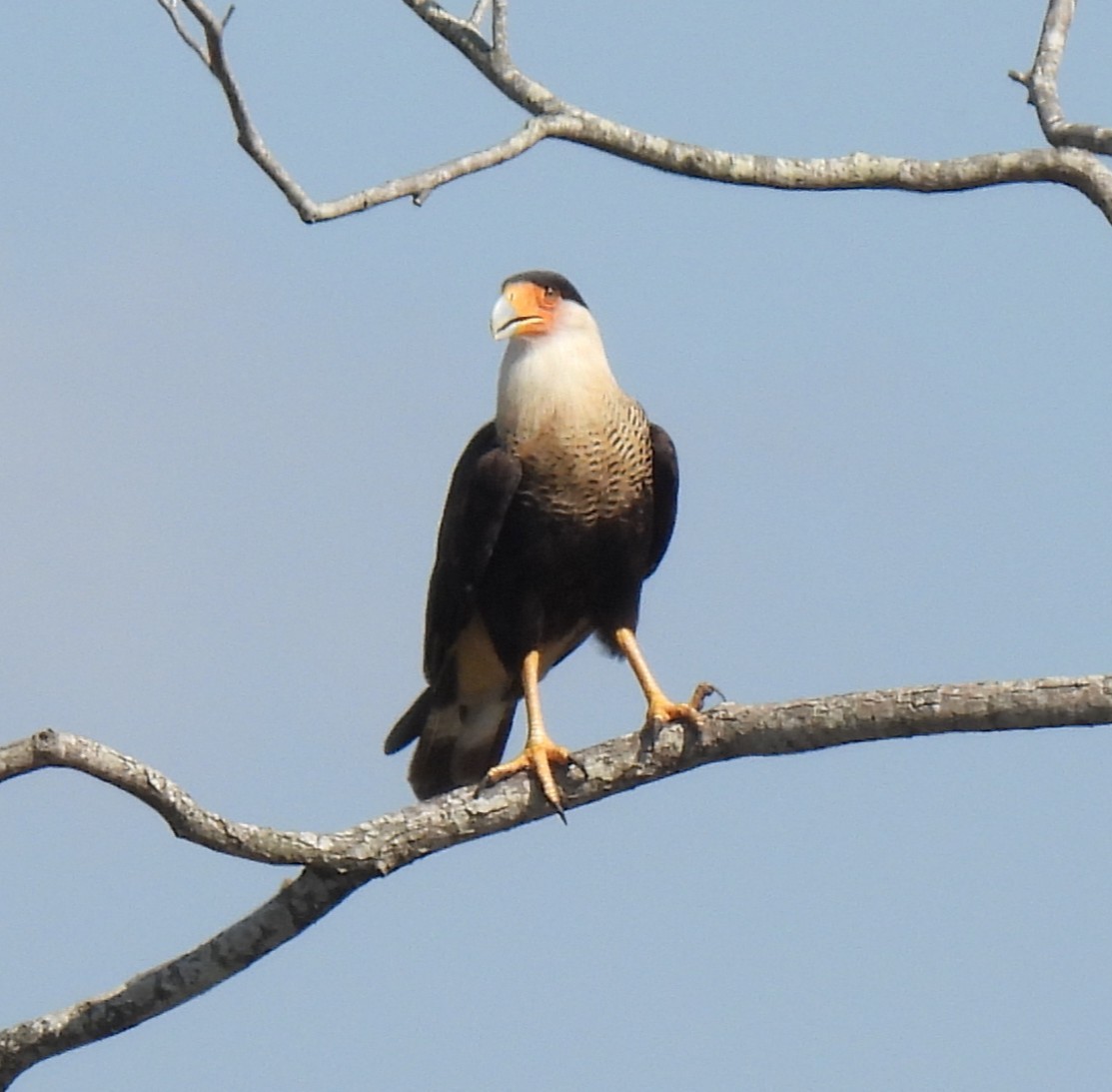 Crested Caracara (Northern) - ML641766123