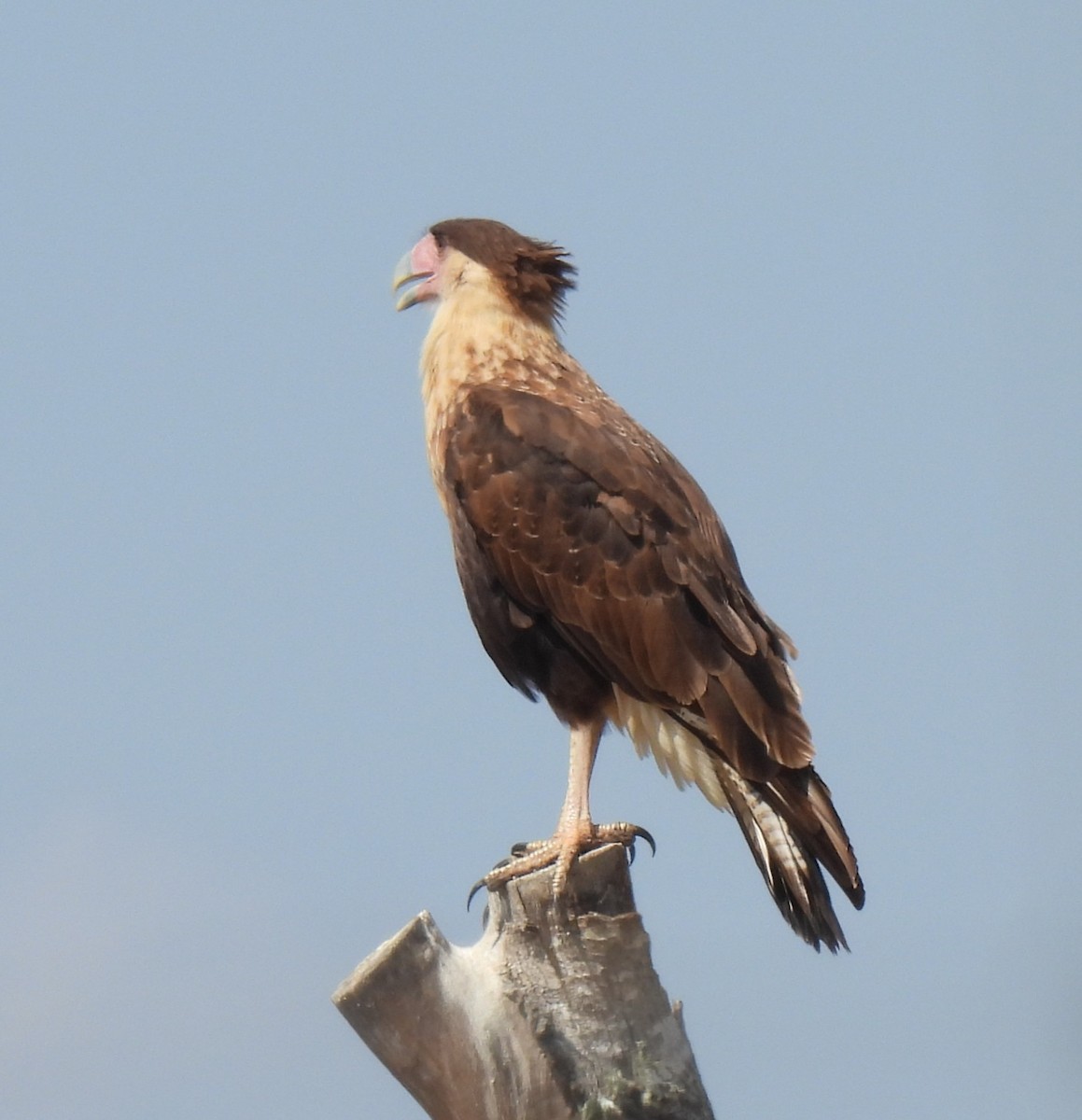 Crested Caracara (Northern) - ML641766124
