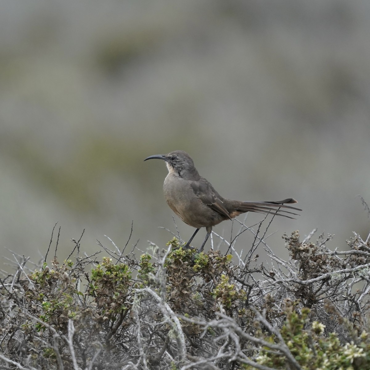 California Thrasher - ML641766126