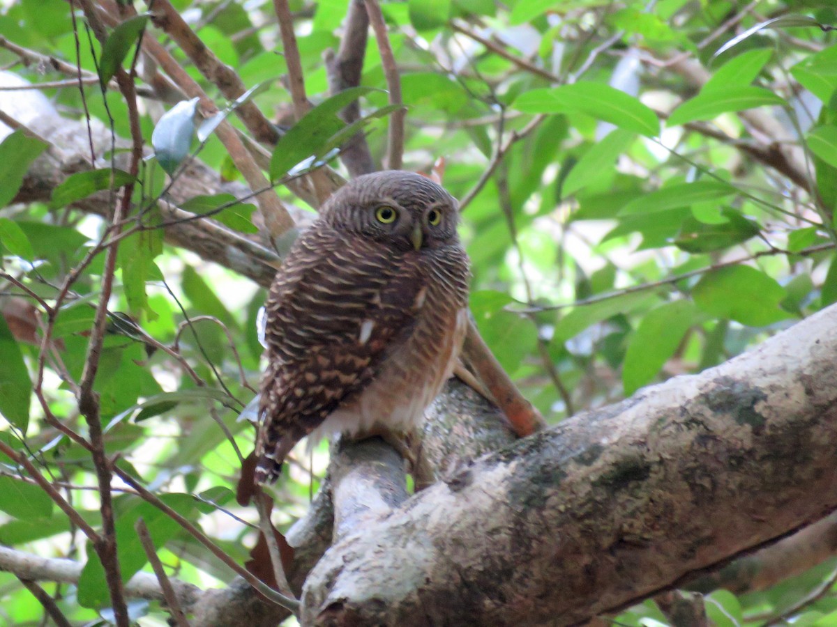 Asian Barred Owlet - ML641766134