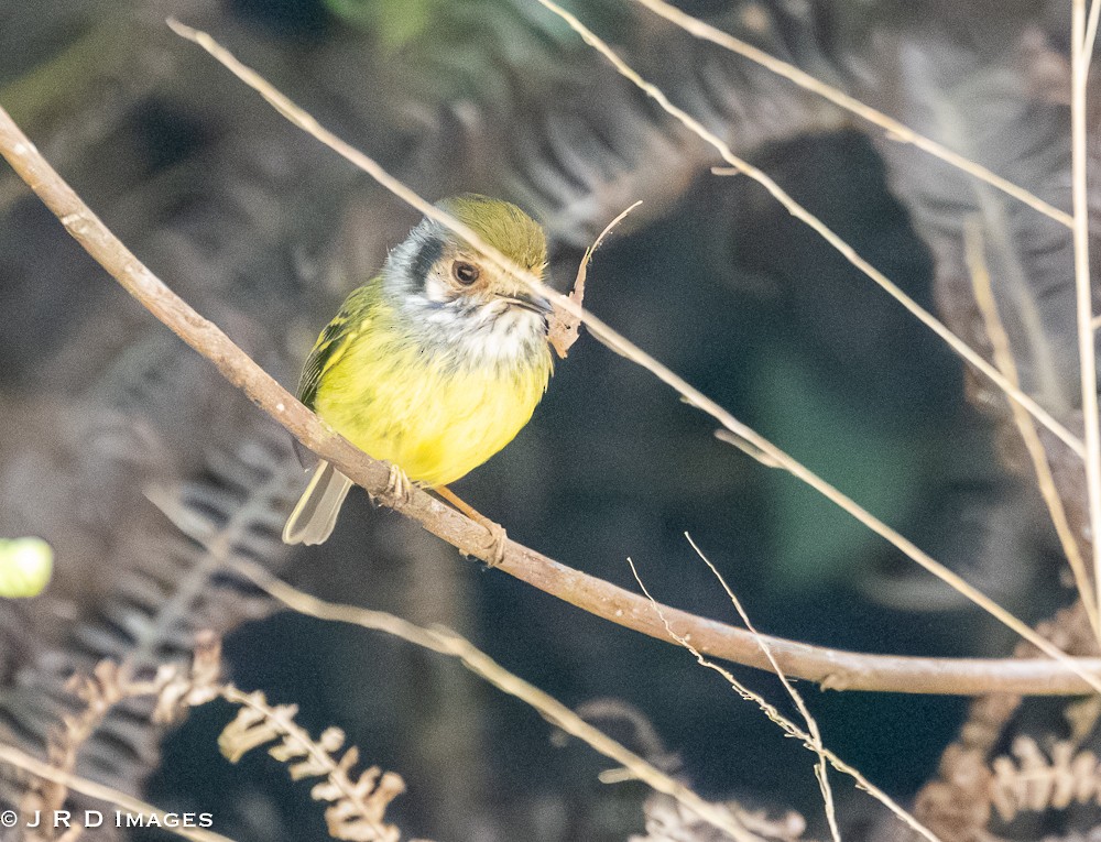 Eared Pygmy-Tyrant - ML641766140