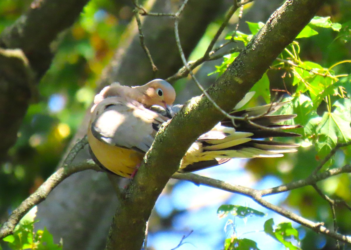 Mourning Dove - ML641766143