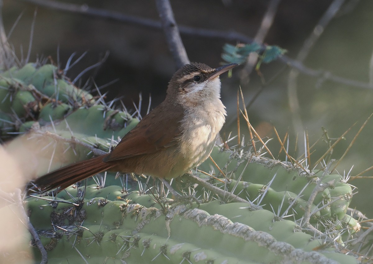 Bolivian Earthcreeper - ML641766208